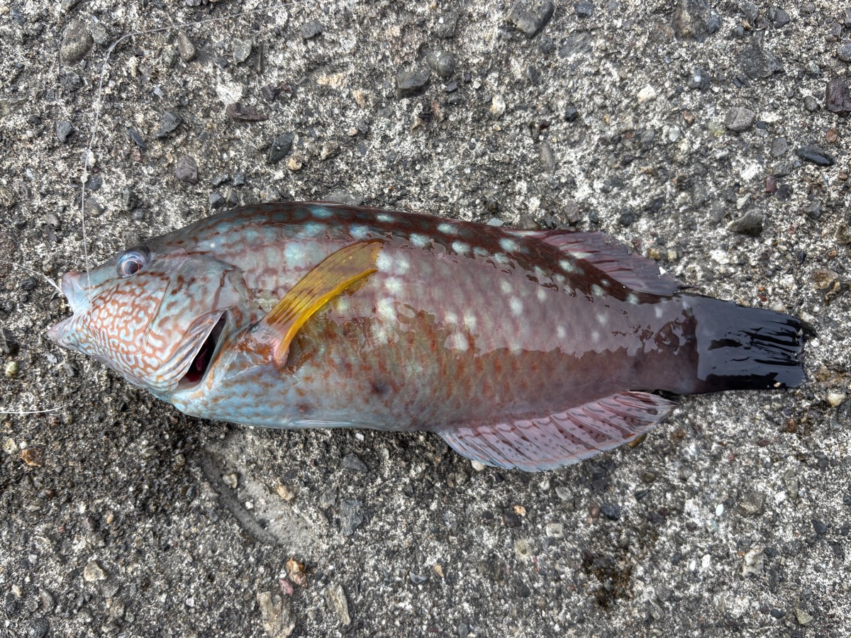 五目釣りガイド - 手ぶらOKの家族向け釣り体験