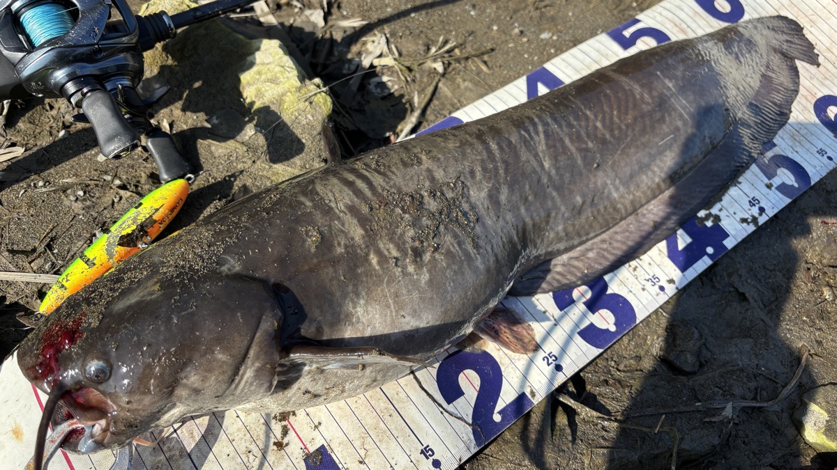 ナマズ釣りガイド - 徳島でトップウォーターのナマズ釣り体験