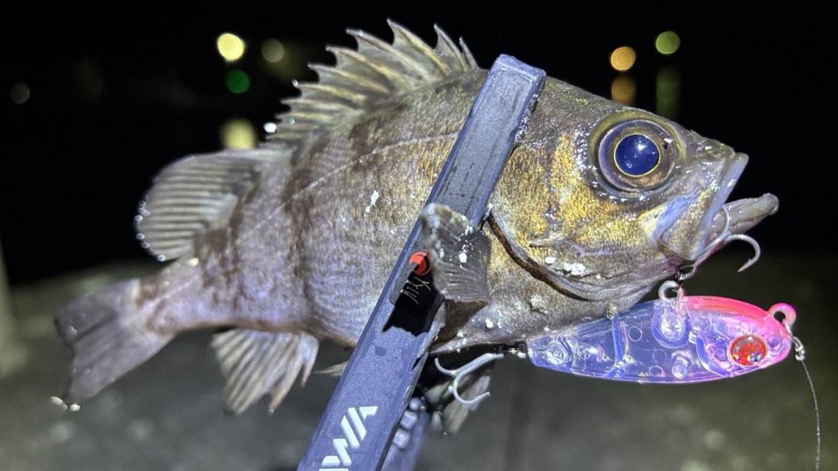ライトソルトルアーガイド - 徳島の海釣り体験